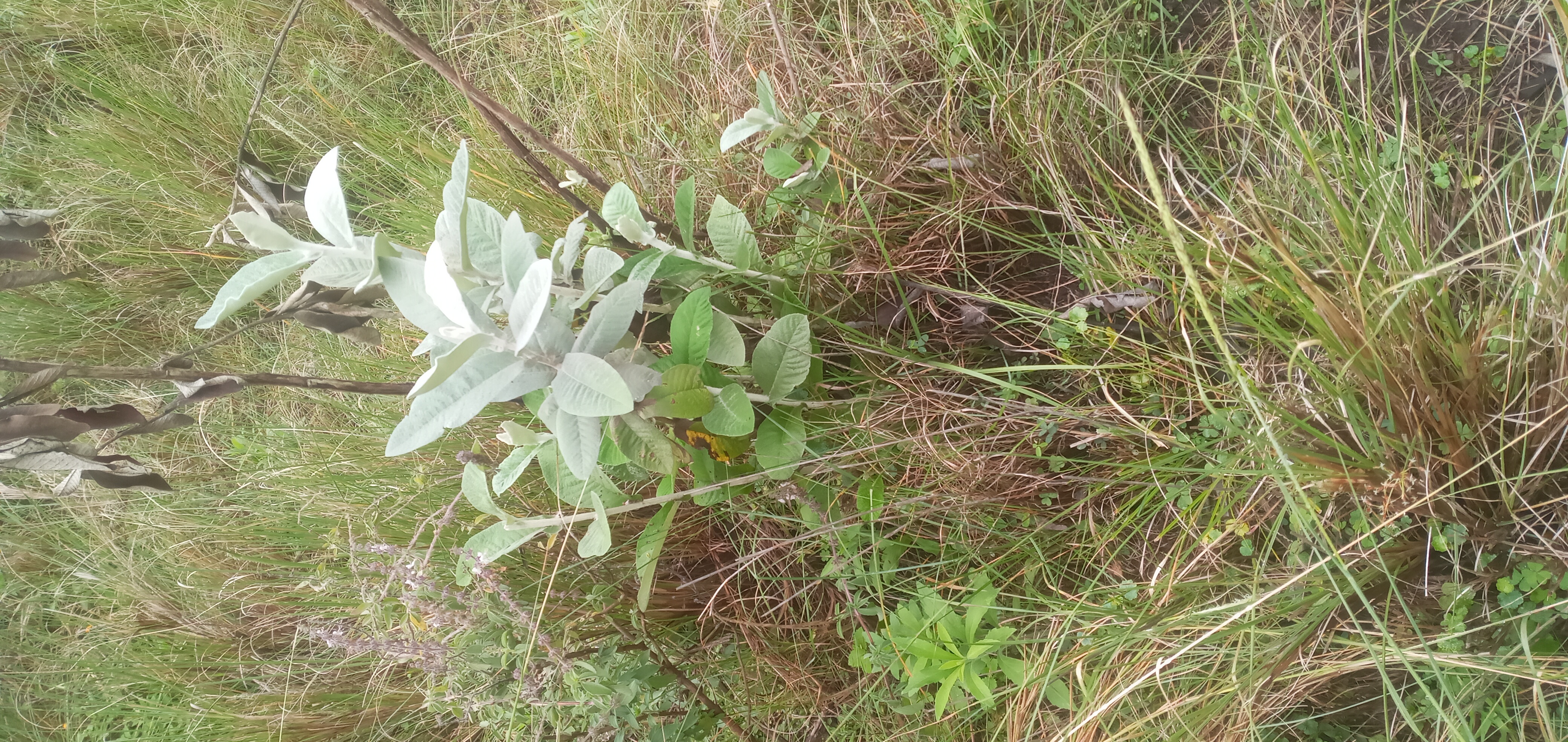 Oleleshwa